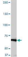 Anti-NEK11 Mouse Monoclonal Antibody [clone: 4E1-1F4]