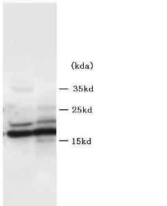 Anti-Ly6al Rabbit Polyclonal Antibody