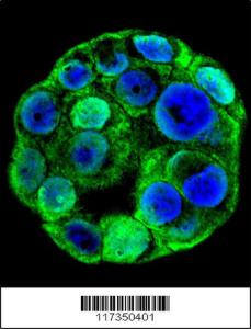 Anti-SP1 Rabbit Polyclonal Antibody (HRP (Horseradish Peroxidase))