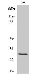 Western blot analysis of 293 cells using Anti-BCL-XL Antibody