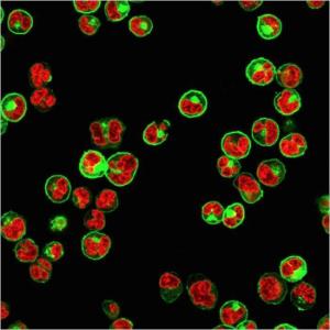 Immunofluorescent analysis of Raji cells stained with Anti-HLA DP + DQ + DR Antibody [CR3/43] followed by Goat Anti-Mouse IgG (CF&#174; 488) (Green). The nuclear counterstain is RedDot (Red)