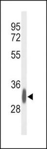 Anti-GPM6A Rabbit Polyclonal Antibody (FITC (Fluorescein Isothiocyanate))