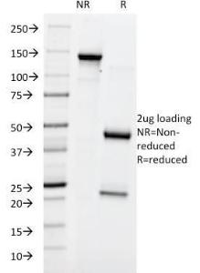 Antibody A254098-100 100 µg