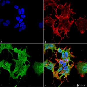 Immunocytochemistry/Immunofluorescence analysis of human neuroblastoma cell line (SK-N-BE, fixed in 4% formaldehyde for 15 min at room temperature, using Anti-AHA1 Antibody [4H9-D7] (A304911), at 1:100 for 60 minutes at room temperatur