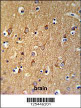 Anti-SGMS2 Rabbit Polyclonal Antibody (AP (Alkaline Phosphatase))