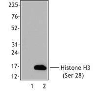 Anti-HIST3H3 Rat monoclonal antibody