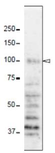 Anti-NUP98 Antibod