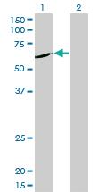 Anti-NEK11 Mouse Monoclonal Antibody [clone: 4E1-1F4]