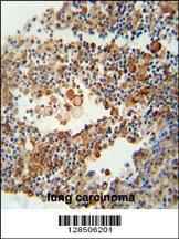 Anti-OR9Q1 Rabbit Polyclonal Antibody (FITC (Fluorescein Isothiocyanate))