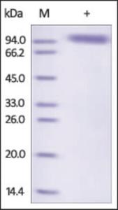 The purity of rh SIGLEC5 / OB-BP2 / CD170 Fc Chimera was determined by DTT-reduced (+) SDS-PAGE and staining overnight with Coomassie Blue.