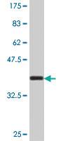 Anti-ARSE Mouse Polyclonal Antibody