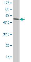 Anti-CYB5R3 Mouse Polyclonal Antibody