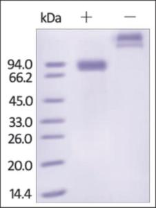 The purity of rh SIGLEC6 / CD327 Fc Chimera was determined by DTT-reduced (+) and non-reduced (-) SDS-PAGE and staining overnight with Coomassie Blue.