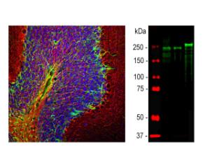 Left: Rat cerebellum section stained with chicken anti-pNF-H (red), co-stained with rabbit anti-GFAP (green) by IHC. Right: WB analysis of spinal cord lysates. Lane 2: rat; Lane 3: mouse; Lane 4: cow.