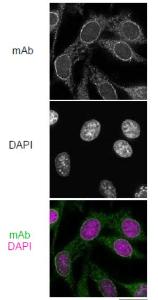 Anti-NUP98 Antibod