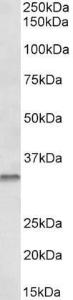 Anti-Caspase-6 Goat Polyclonal Antibody