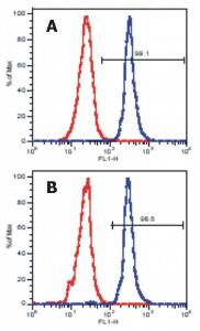 Anti-LAT Mouse Monoclonal Antibody [Clone: LAT-01]