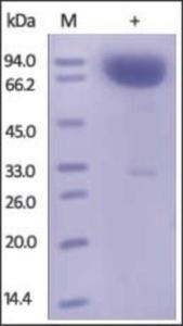 The purity of rh CD172a /SIRPA mouse Fc Chimera was determined by DTT-reduced (+) SDS-PAGE and staining overnight with Coomassie Blue.