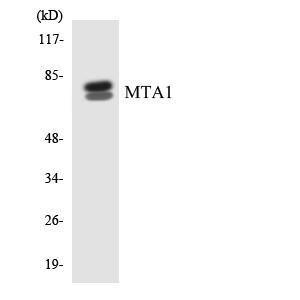 Western blot analysis of the lysates from K562 cells using Anti-MTA1 Antibody