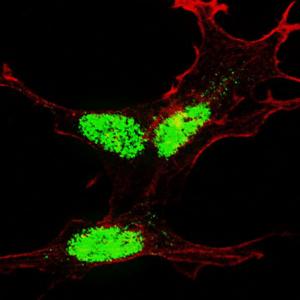 Anti-KLF4 Rabbit Polyclonal Antibody (Biotin)