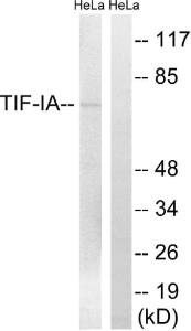 Antibody anti-TIF-IA 100 µg