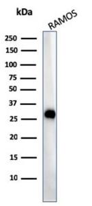 Western blot analysis of Ramos cell lysate using Anti-HLA DP + DQ + DR Antibody [CR3/43]