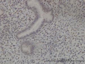 Anti-NEK11 Mouse Monoclonal Antibody [clone: 4E1-1F4]