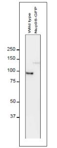 Anti-NUP98 Antibod