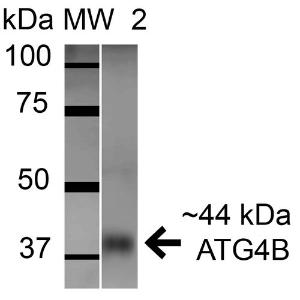 Western blot analysis of mouse brain cell lysates showing detection of ATG4B protein using Anti-ATG4B Antibody (A304912) at 1:1,000 for 1 hour at room temperature Lane 1: Molecular Weight Ladder (MW) Lane 2: mouse brain cell lysates Load: 15  µg Block: 5% Skim Milk in 1X TBST