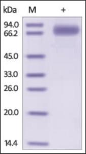 The purity of rh SIRPG /CD172G Fc Chimera was determined by DTT-reduced (+) SDS-PAGE and staining overnight with Coomassie Blue.