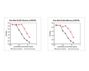 Binding analysis of clones 8J2 and mlR2 by 1-site ELISA on human and mouse p75NTR protein. Clone 8J2 detects both, human and mouse p75NTR proteins with higher affinity than clone mlR2.