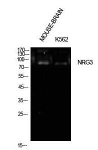 Western blot analysis of mouse brain, K562 cells using Anti-NRG3 Antibody