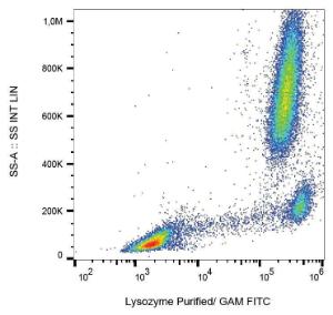 Intracellular staining of lysozyme in human peripheral blood with Anti-Lysozyme Antibody (A86332)