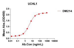 Anti-PGP9.5 Rabbit Recombinant Antibody [clone: DM214]