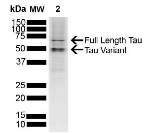 Western blot analysis of SH-SY5Y showing detection of ~4