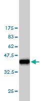 Anti-SH3BGRL Mouse Monoclonal Antibody [clone: 3B8]