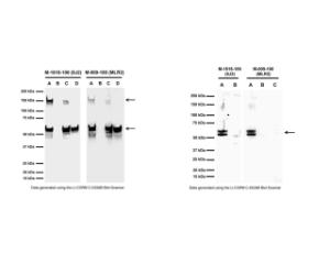 Left: WB (RIPA lysates). A: Mouse p75NTR-transfected cells; B: non-transfected control cells; C: SH-SY5Y; D: C6. Right: Immunoprecipitation of p75NTR from rat C6 cell lysate (A). No p75NTR-IR is observed in remaining supernatant (B) or control (Protein G only, C).