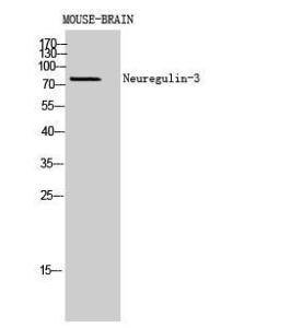 Western blot analysis of mouse brain cells using Anti-NRG3 Antibody