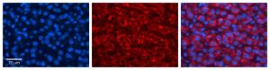 Anti-FMO5 Rabbit Polyclonal Antibody