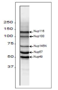 Anti-NUP98 Antibod