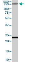 Anti-GOLGA3 Goat Polyclonal Antibody