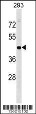 Anti-GPN1 Rabbit Polyclonal Antibody (AP (Alkaline Phosphatase))