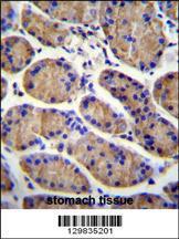 Anti-MESDC2 Rabbit Polyclonal Antibody (AP (Alkaline Phosphatase))