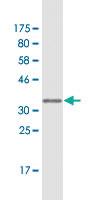 Anti-RBP7 Mouse Monoclonal Antibody [clone: 4F4]