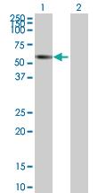 Anti-ZNF502 Mouse Polyclonal Antibody