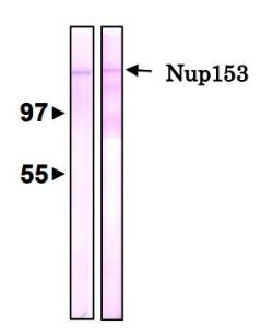 Anti-NUP153 Antibody