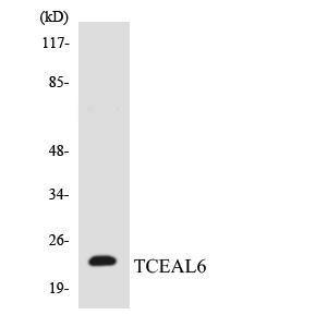 Western blot analysis of the lysates from HUVEC cells using Anti-TCEAL6 Antibody