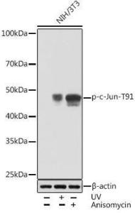 Western blot analysis of extracts of NIH/3T3 cells, using Anti-c-Jun (phospho Thr91) Antibody [ARC1548] (A308990) at 1:1,000 dilutio