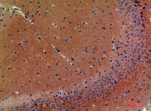 Immunohistochemical analysis of paraffin-embedded mouse brain using Anti-NRG3 Antibody