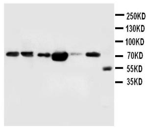 Anti-FAF1 Rabbit Polyclonal Antibody